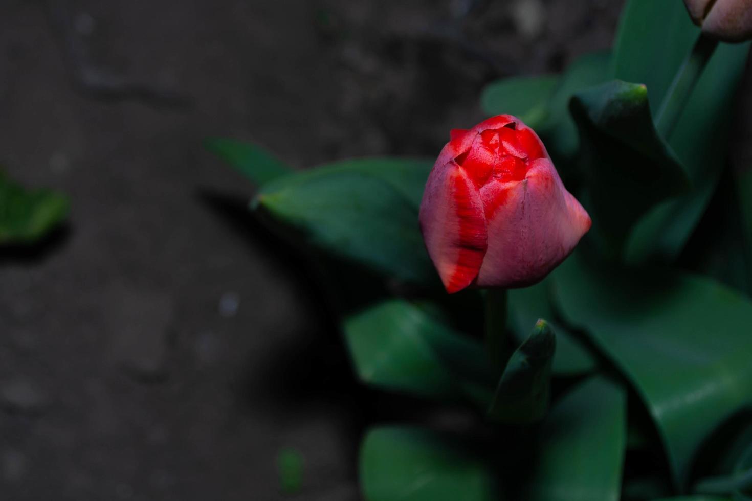 um botão de tulipa vermelha fresca que acaba de florescer. foto