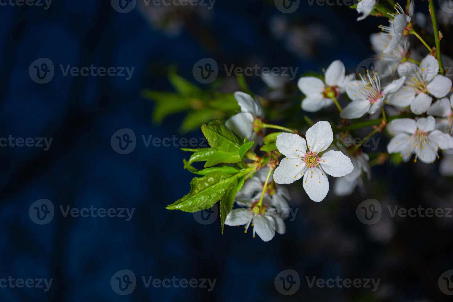 flores de ameixa branca à noite em um fundo escuro e bonito. foto