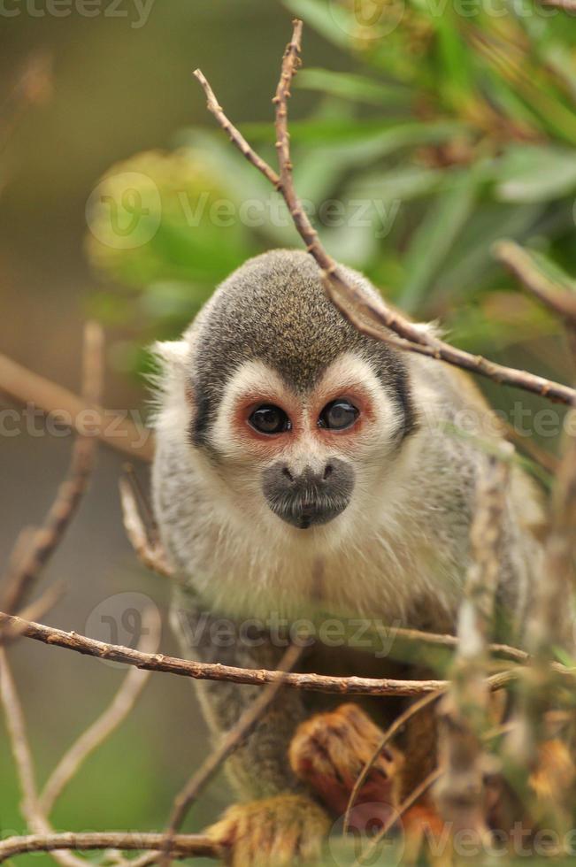 macaco esquilo fofo em uma árvore foto