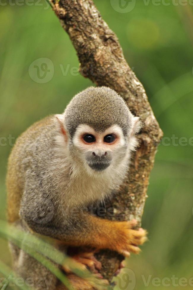 macaco esquilo fofo em uma árvore foto