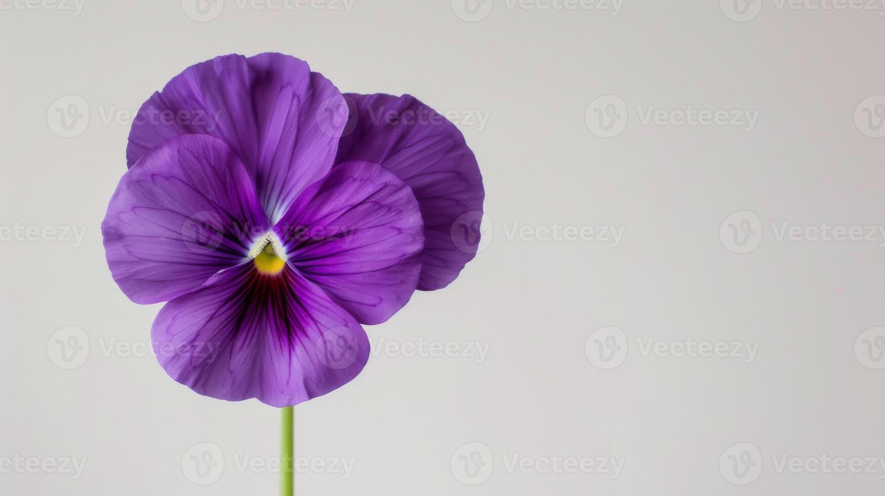 roxa amor-perfeito flor dentro cheio flor com vibrante pétalas e delicado detalhes contra uma branco fundo foto