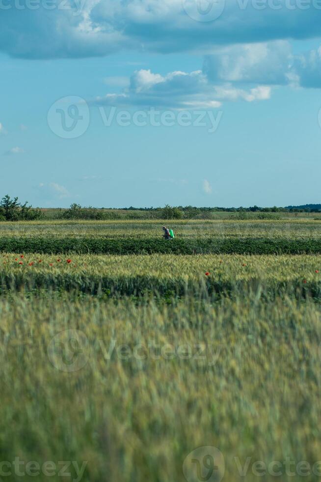 tratamento do agrícola Campos a partir de pragas foto