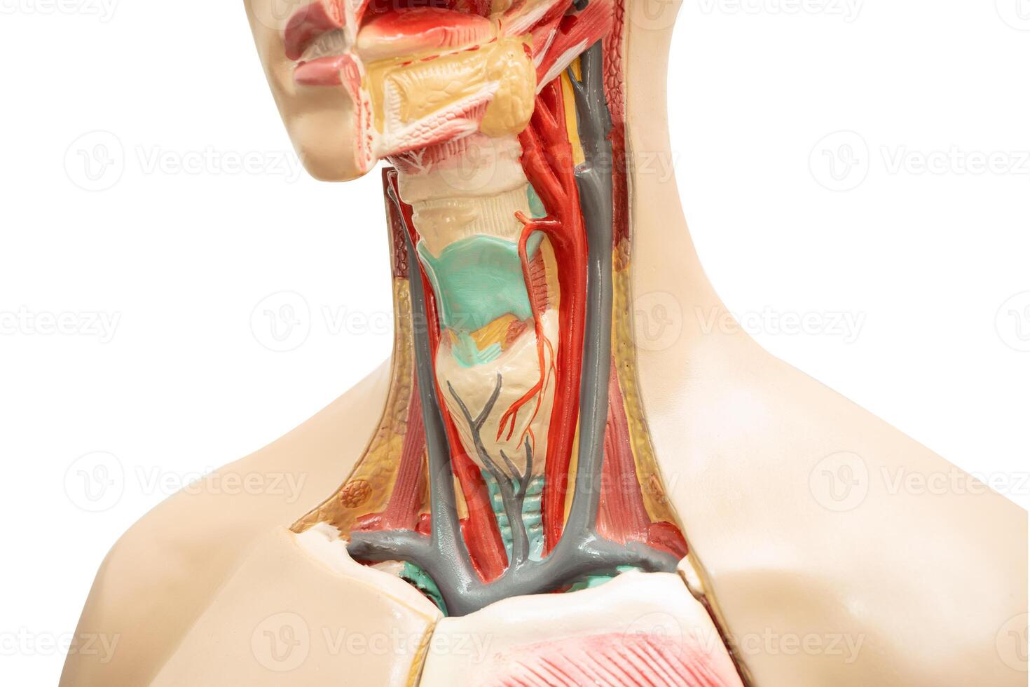 pescoço e garganta humano modelo anatomia para médico Treinamento curso, ensino remédio Educação isolado em branco fundo com recorte caminho. foto