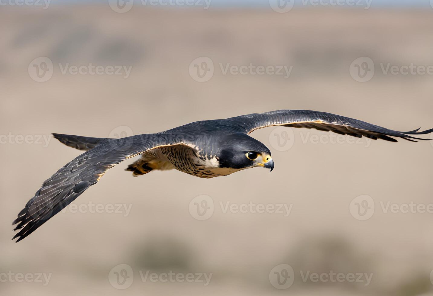 uma fechar acima do uma peregrino falcão dentro voar foto