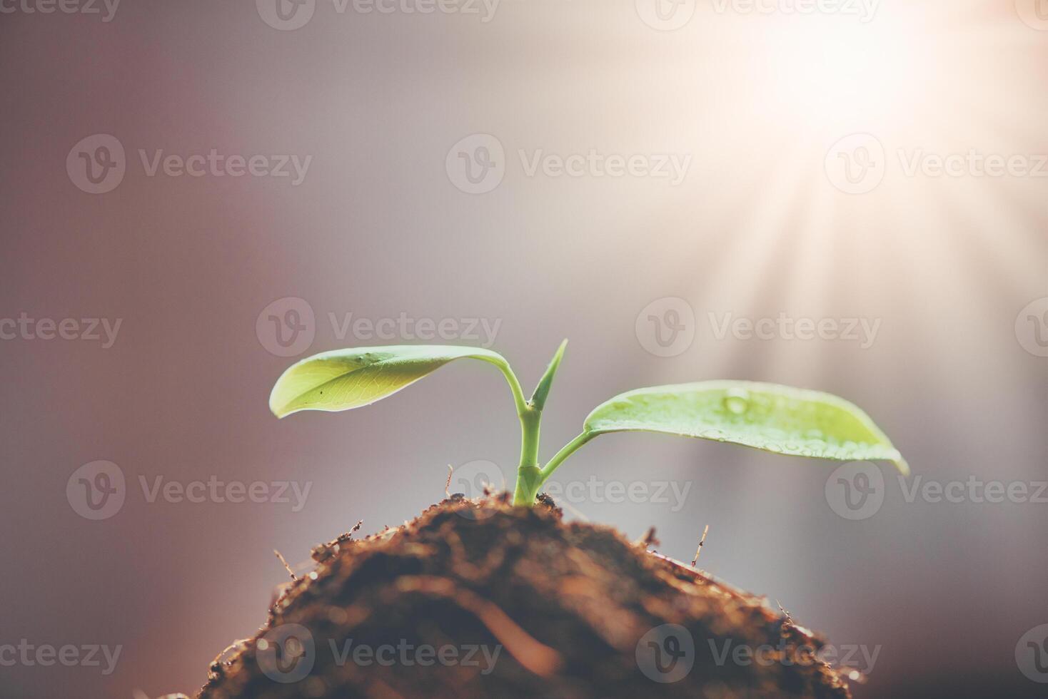crescendo jovem plantas com luz solar. seletivo foco. sustentável agricultura e plantar crescimento conceito foto