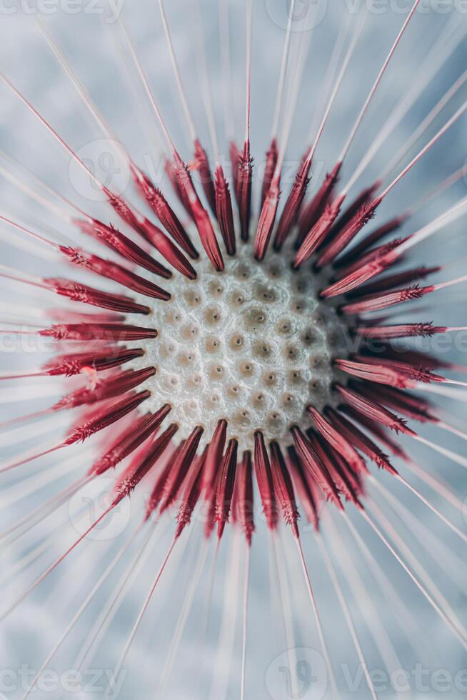 bela semente de flor dente de leão na primavera foto