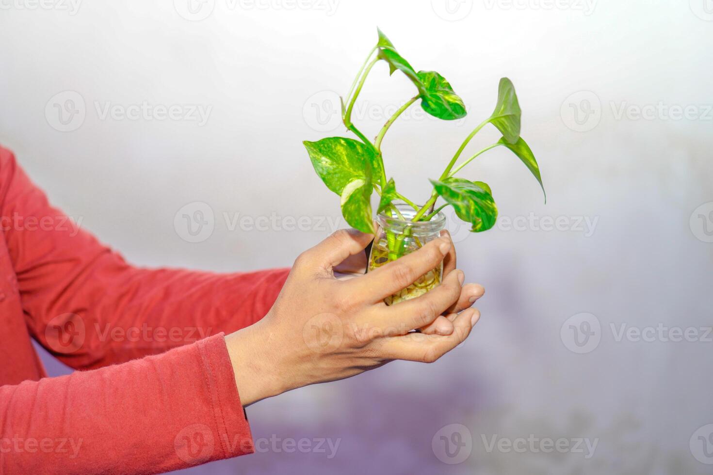 mão segurando uma pothos plantar dentro uma jarra em uma branco fundo. foto