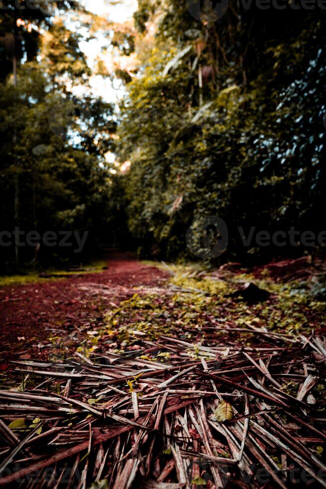 floresta caminho da natureza tapete foto