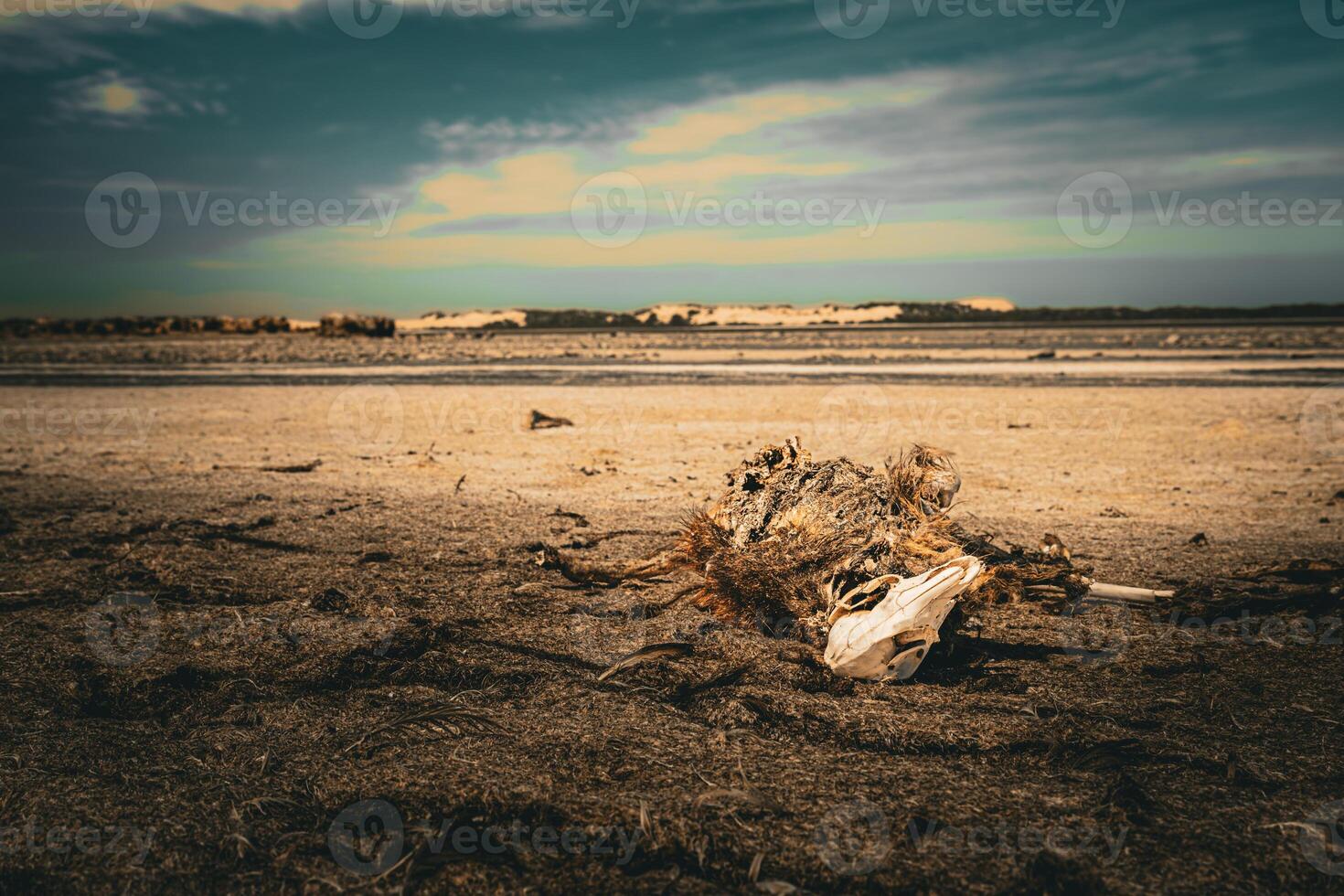 deserto morte dentro crepúsculo foto