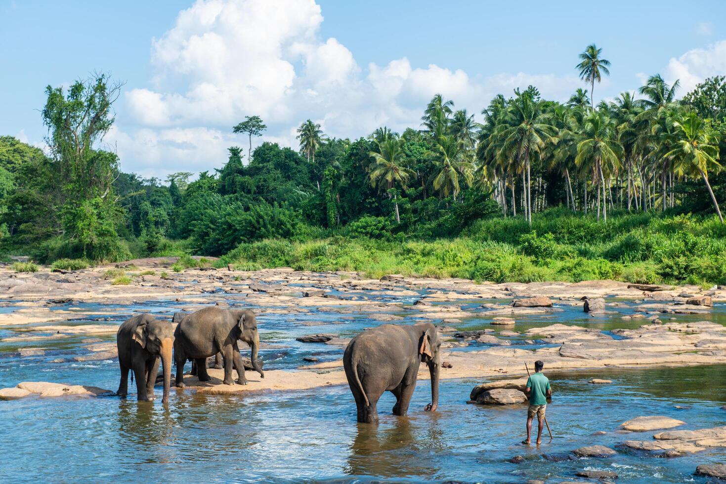 grupo do selvagem elefante dentro pinnawala Vila do sri lanka. pinnawala tem a maior rebanho do cativo elefantes dentro a mundo. foto