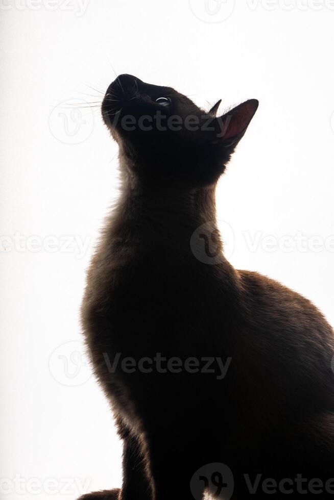 lustroso siamês gato poses elegantemente contra uma imaculado branco pano de fundo. foto