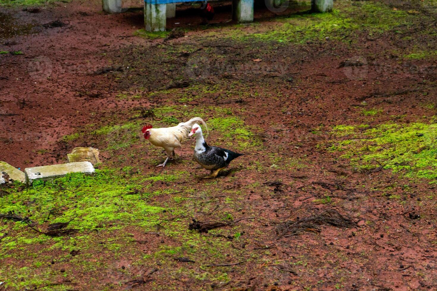 Pato e galo de a lagoa dentro terceira ilha, Açores. sereno cena do rural vida dentro a Açores. foto