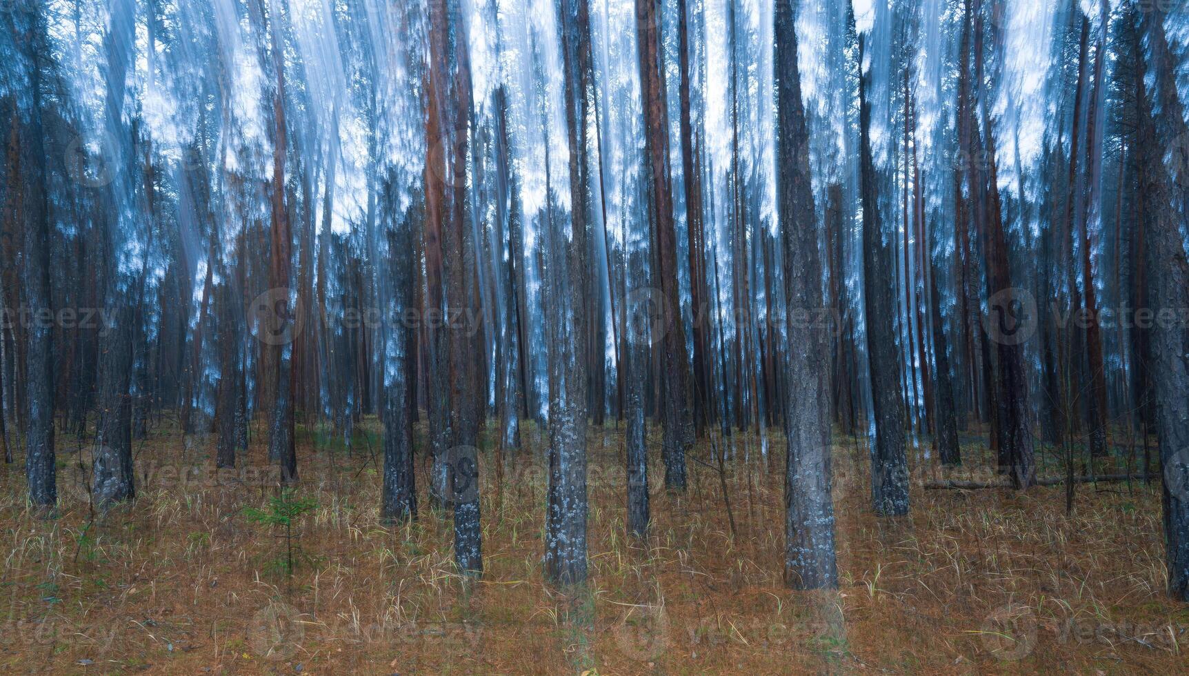 borrado pinho outono enevoado floresta. foto