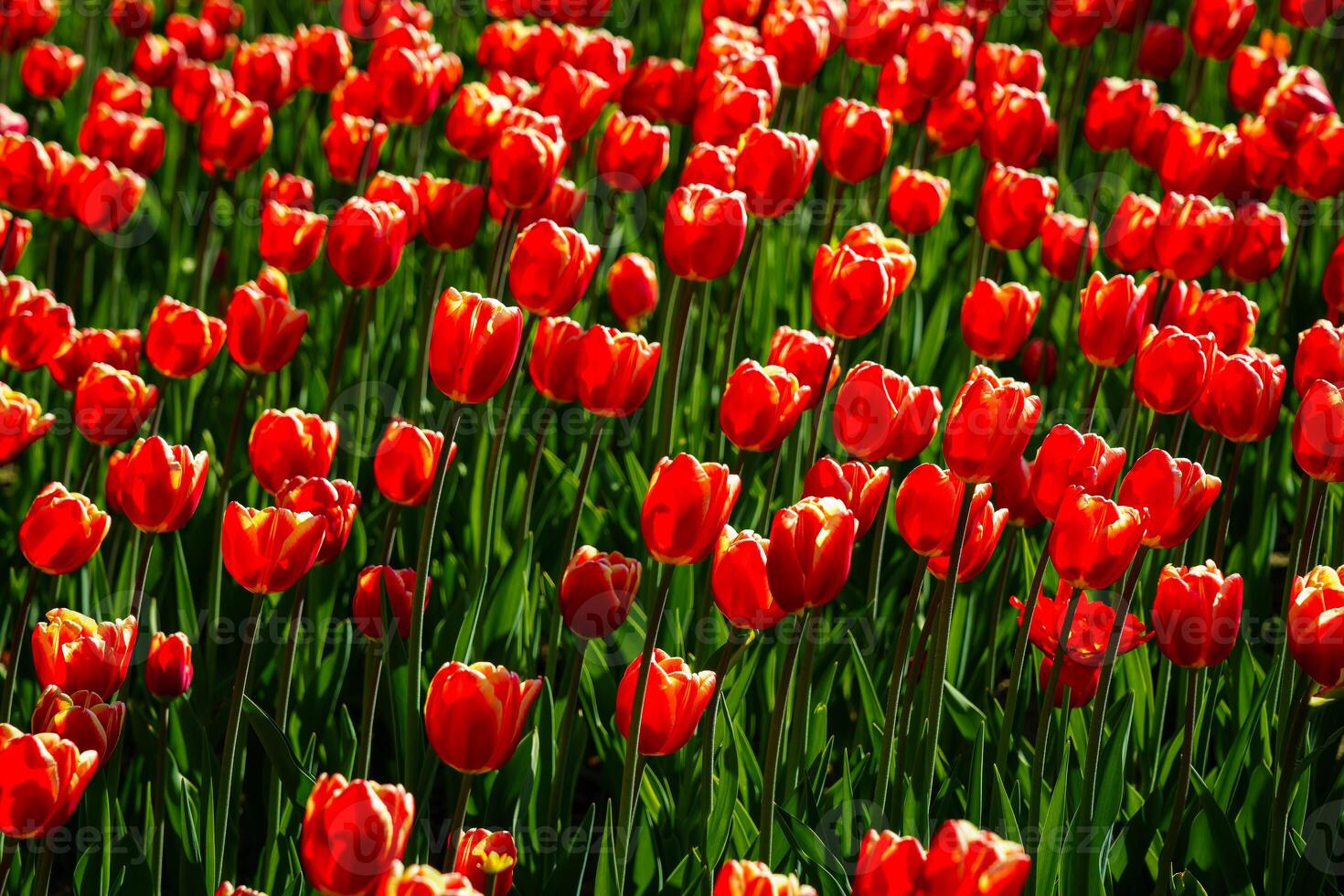 vermelho tulipas aceso de luz solar em uma flor cama. paisagismo. foto