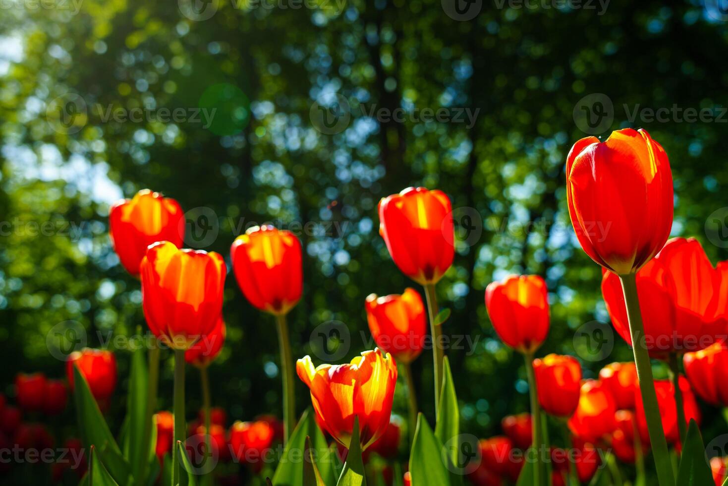 vermelho tulipas aceso de luz solar em uma flor cama. paisagismo. foto