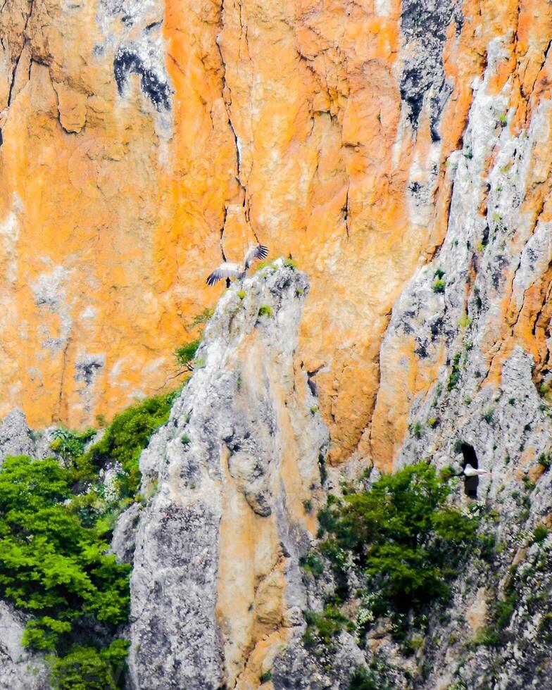 pássaros não reconhecidos voam no vale da águia em dedoplitskaro. georgia. região sul de kakheti foto