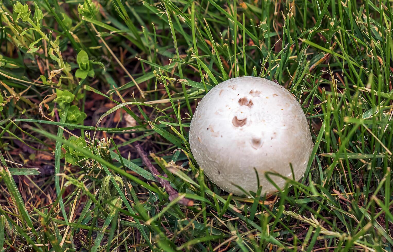 gigante golovach latim calvácia gigantea é uma espécies do fungos a partir de a gênero golovach. bovista foto