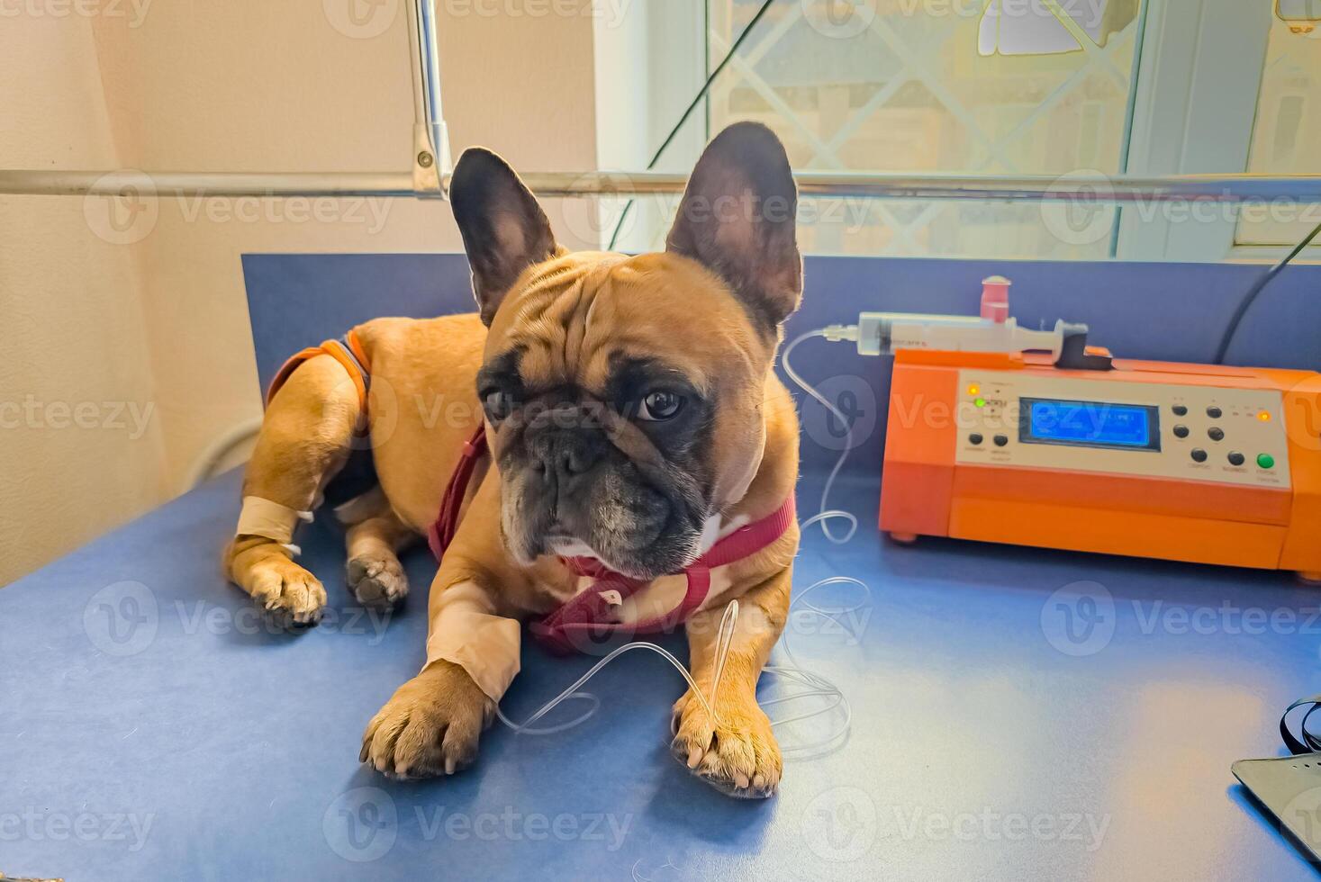 uma francês buldogue é ser tratado às uma veterinário clínica. iv com cateter dentro a pata. foto