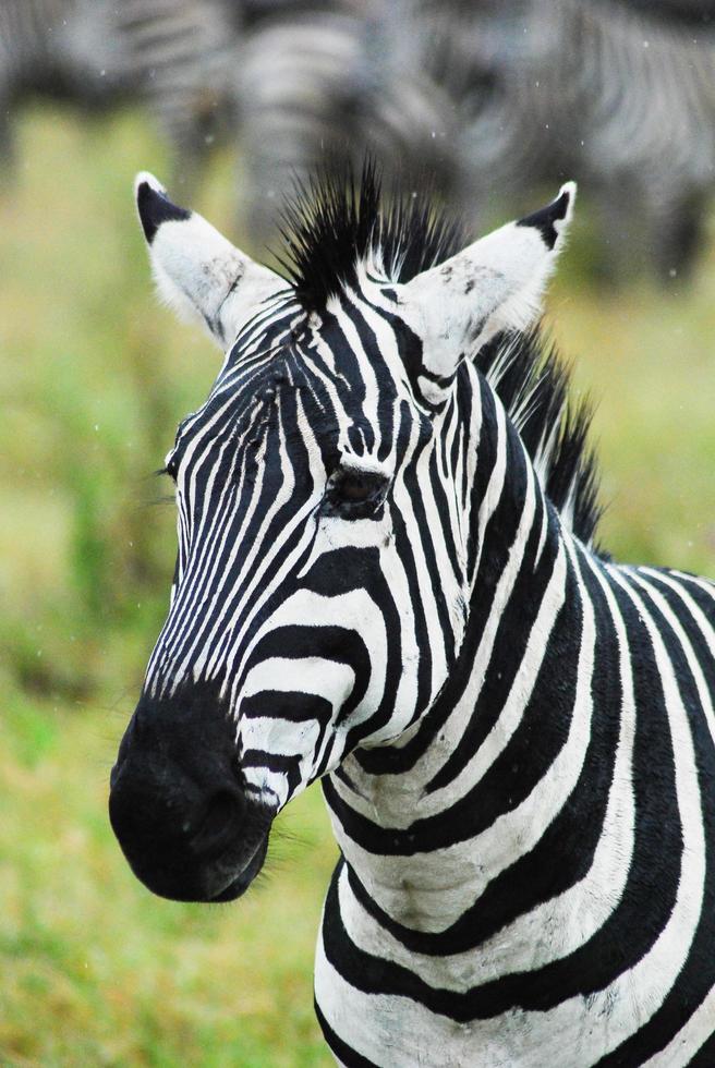 uma zebra, áfrica foto