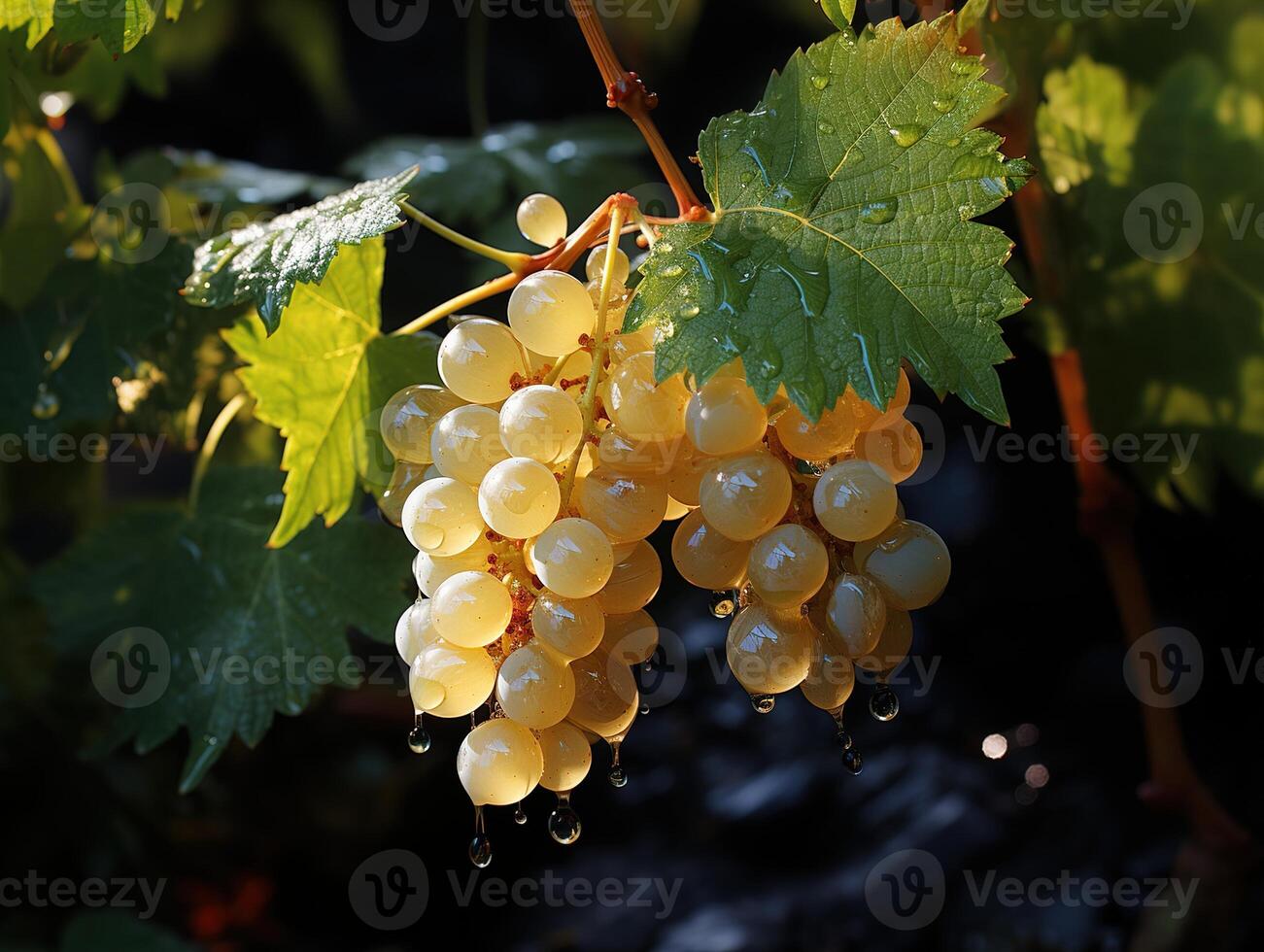 ai gerado branco uvas em a galhos dentro a orvalho generativo ai foto