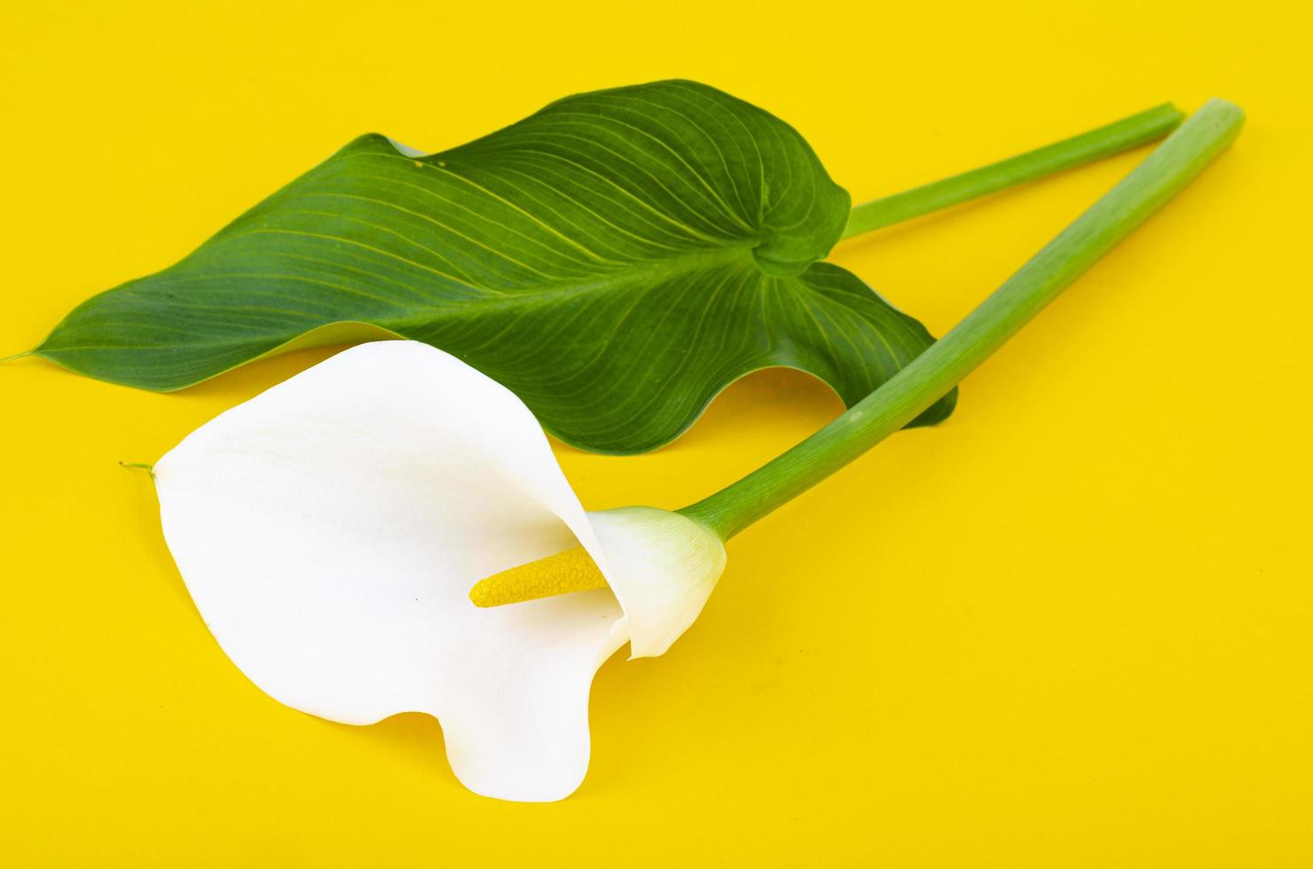 linda flor de calla branca em fundo amarelo foto