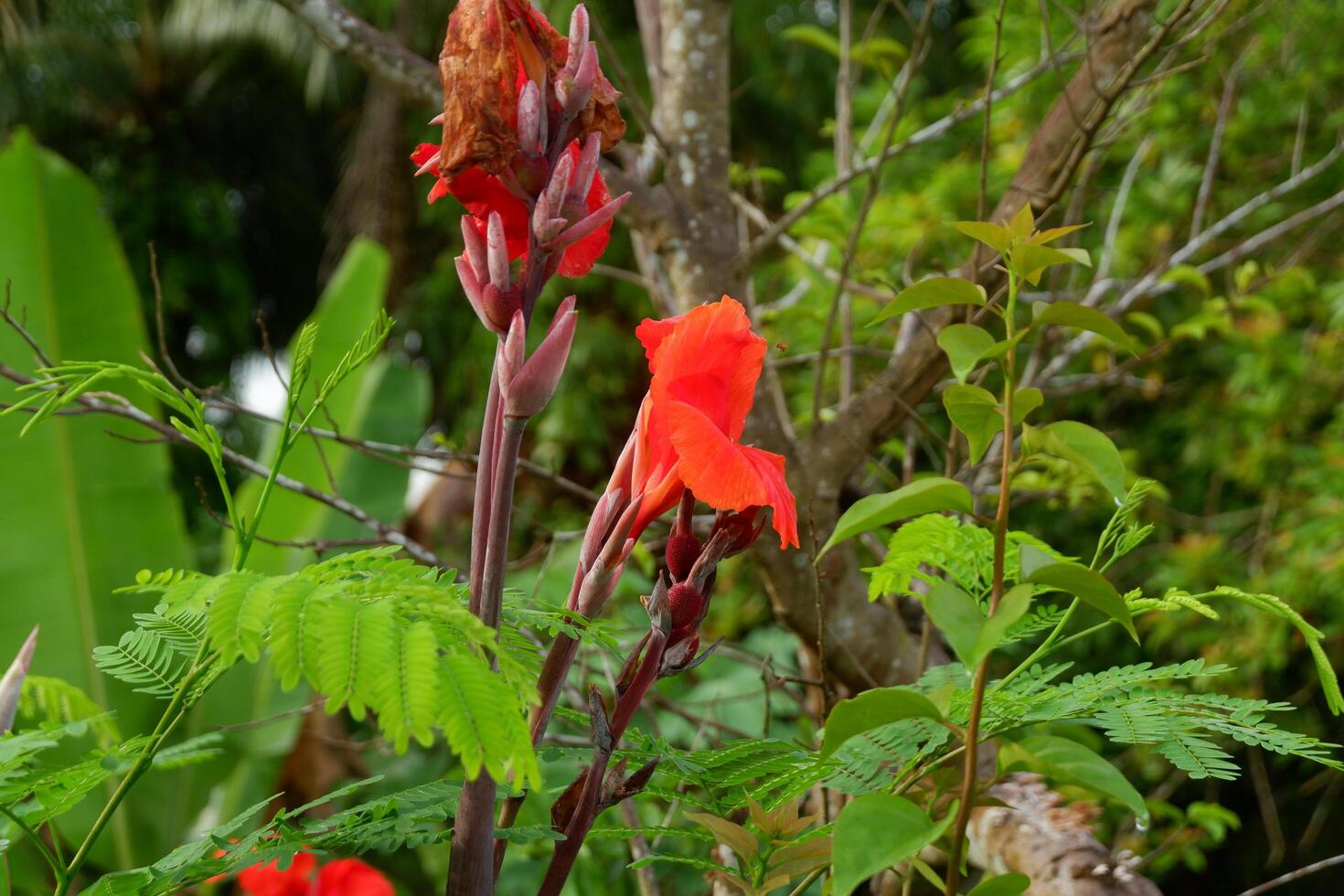 fotografia do a tasbih flor plantar ou que tem a latim nome canna indica foto