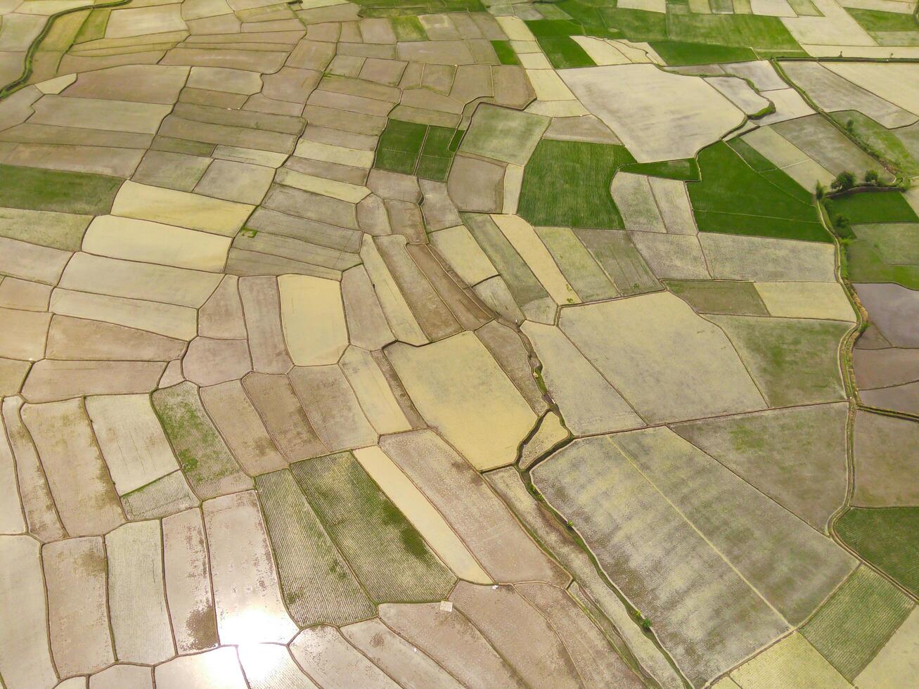 cikancung arroz terraços. abstrato e geométrico aéreo zangão Visão do agricultura Campos. Visão a partir de acima, tropical verde fundo. acima. agricultura indústria. tiro a partir de zangão vôo 100 metros foto
