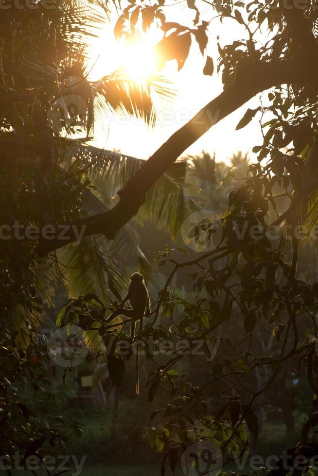 macaco sentado em uma ramo às pôr do sol. foto