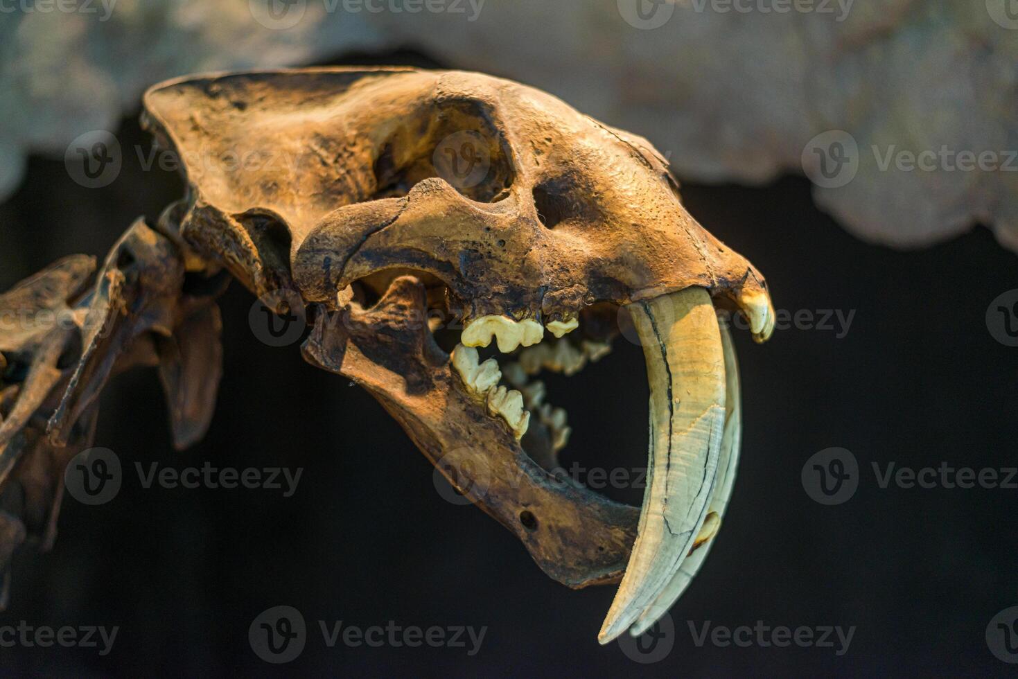 dente de sabre crânio dentro uma museu foto