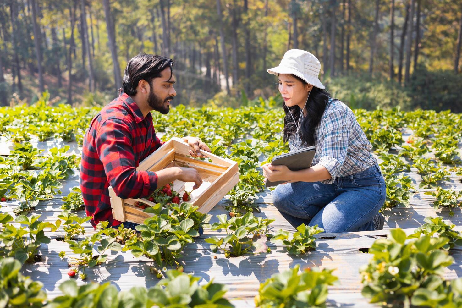 homem e uma mulher estão trabalhando dentro uma morango campo foto