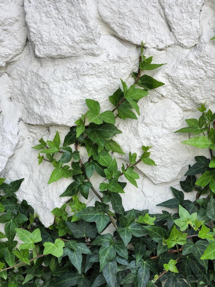 escalada plantar. escalada verde plantar em uma branco pedra parede foto