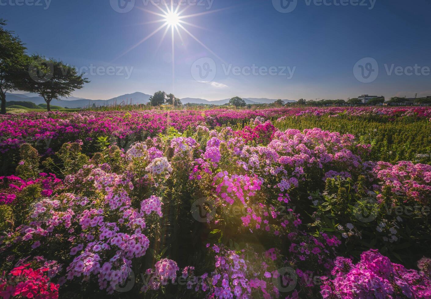 lindo flor jardim perto cheomseongdae dentro Gyeongju, Gyeongsangbuk-do, sul Coréia. foto