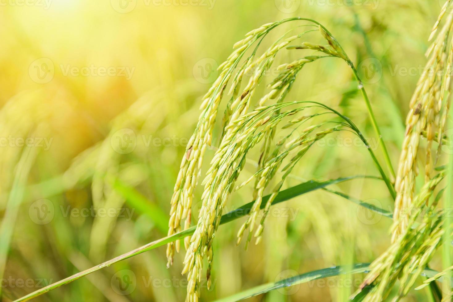 campo de arroz em casca, close-up da árvore da calça de arroz na agricultura agrícola foto