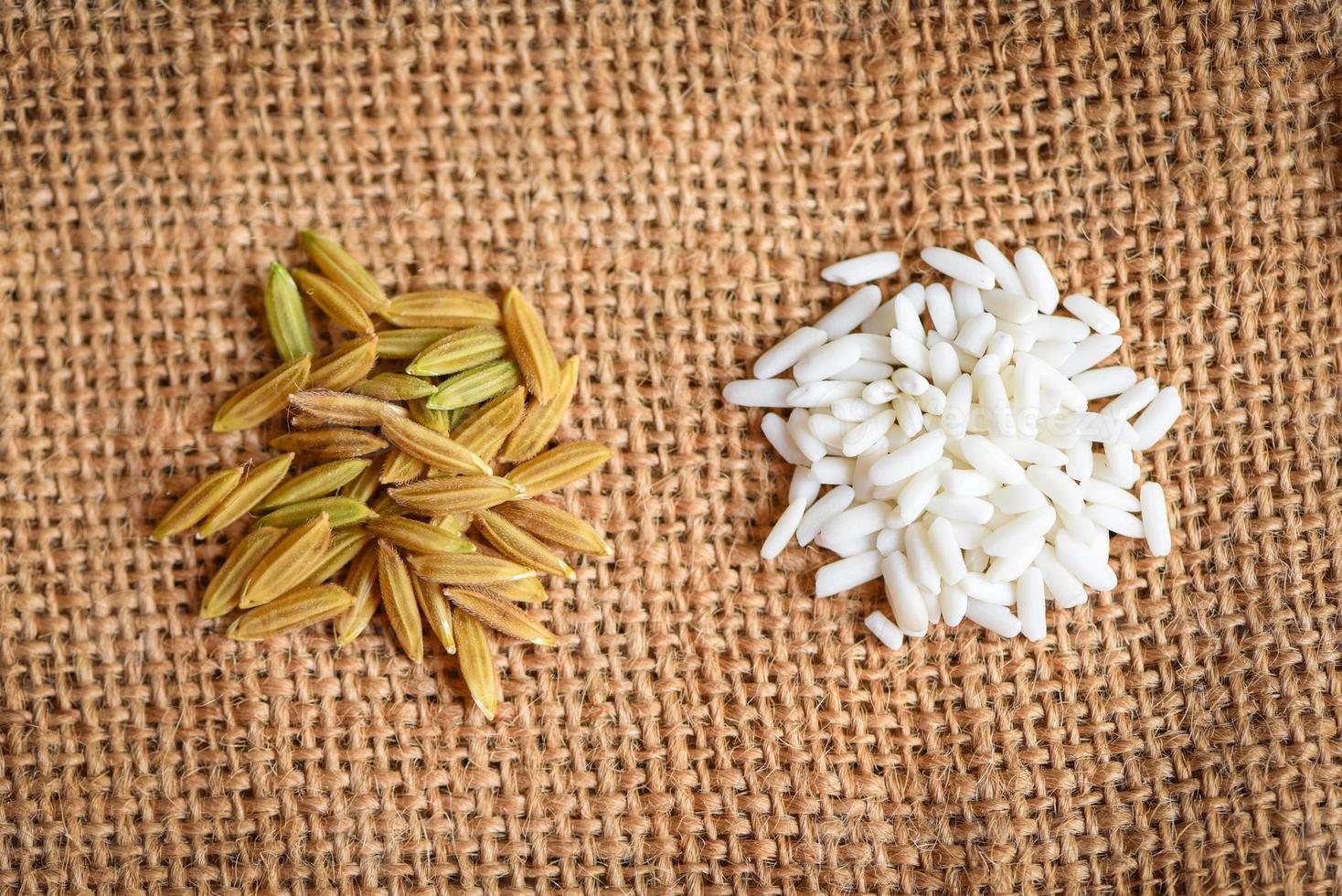 arroz branco de jasmim e arroz em casca amarelo em saco colhido arroz rasgado, arroz de colheita e conceito de cozimento de grãos alimentícios foto