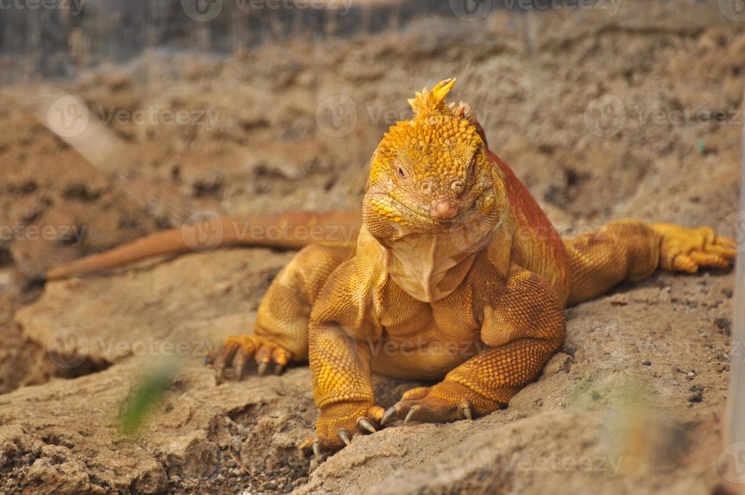 iguana terrestre, galápagos, equador foto