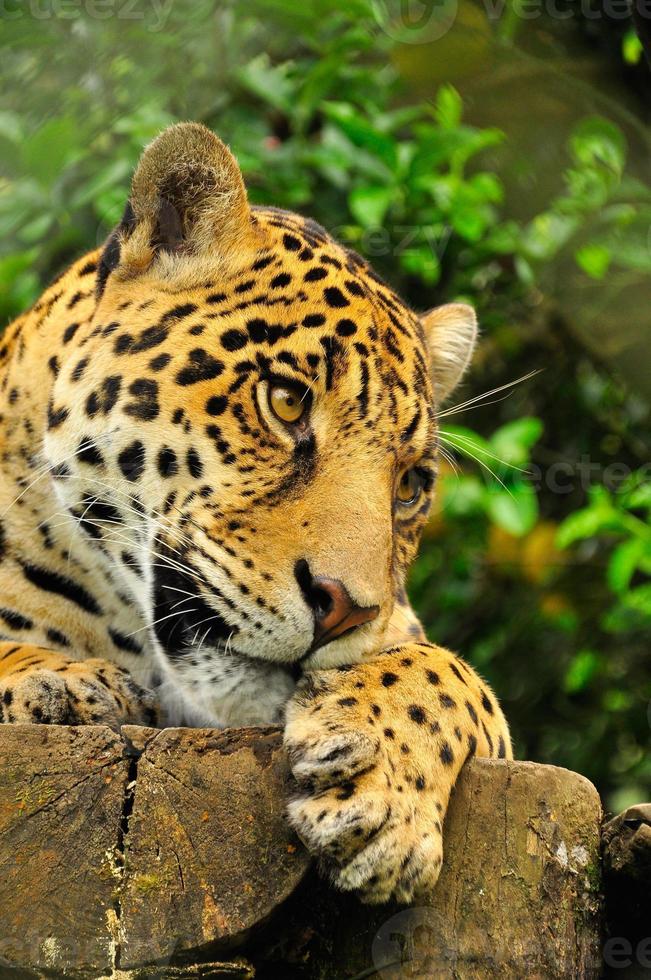 onça-pintada adulta, equador foto