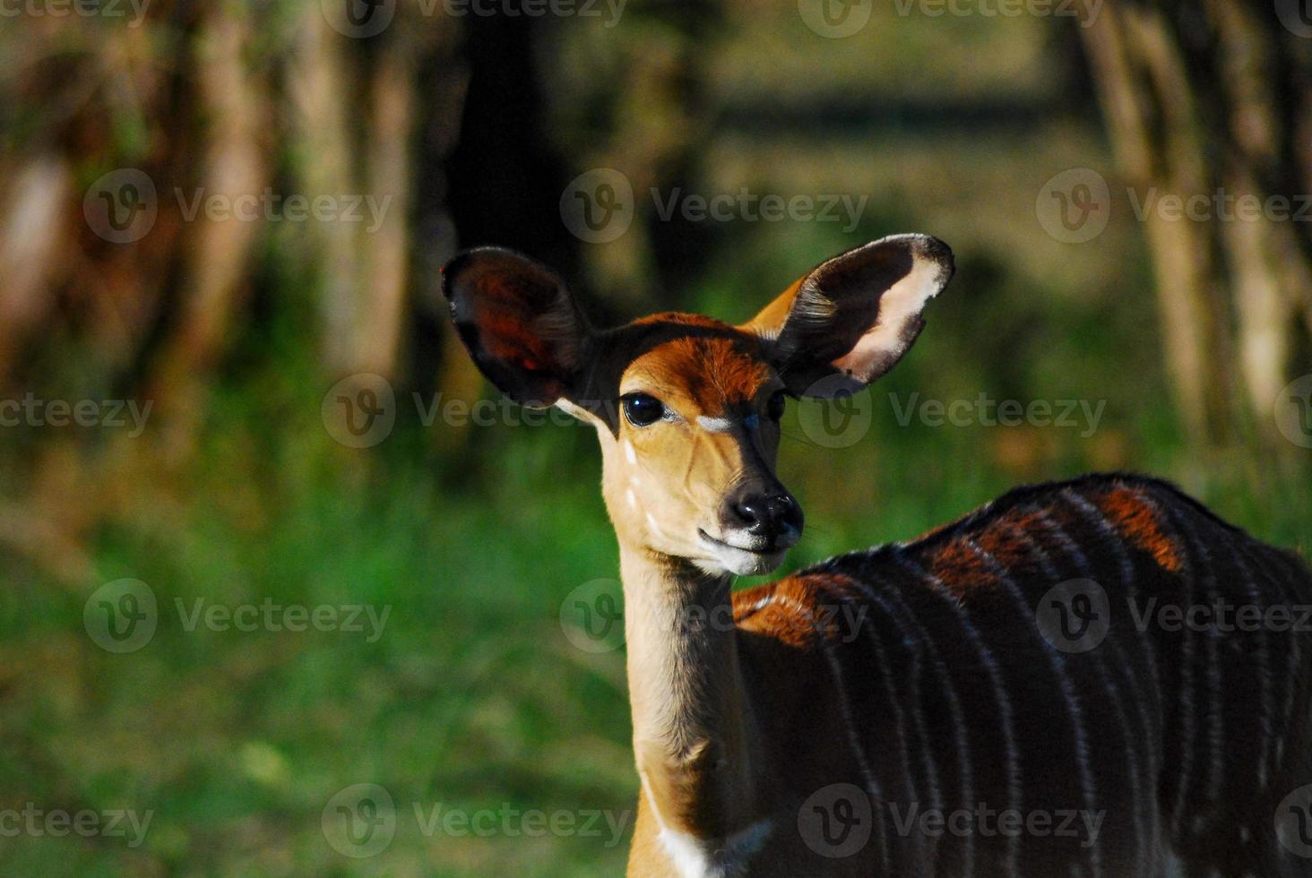 antílope africano ao pôr do sol foto