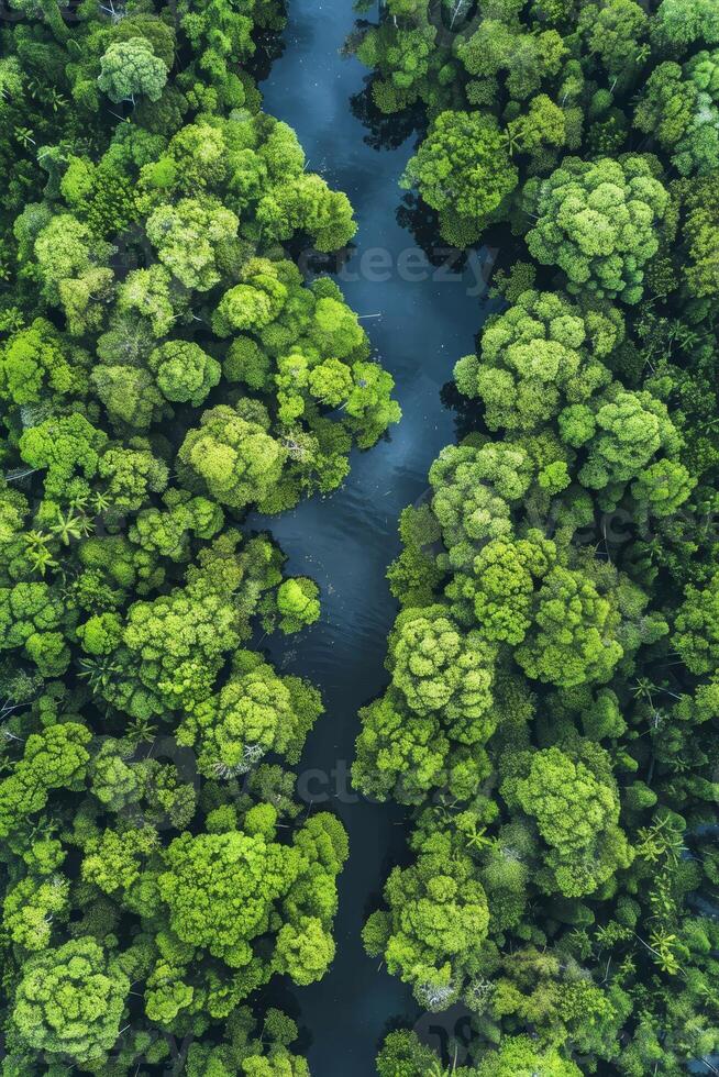 zangão Visão do mangue floresta capturando co2 para carbono neutralidade e internet zero emissões conceito foto