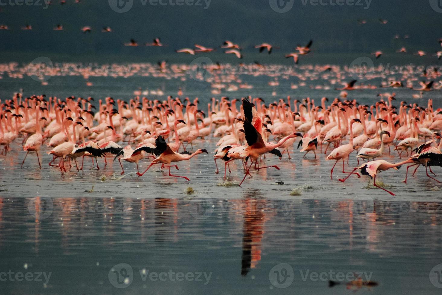 flamingos no lago nakuru foto