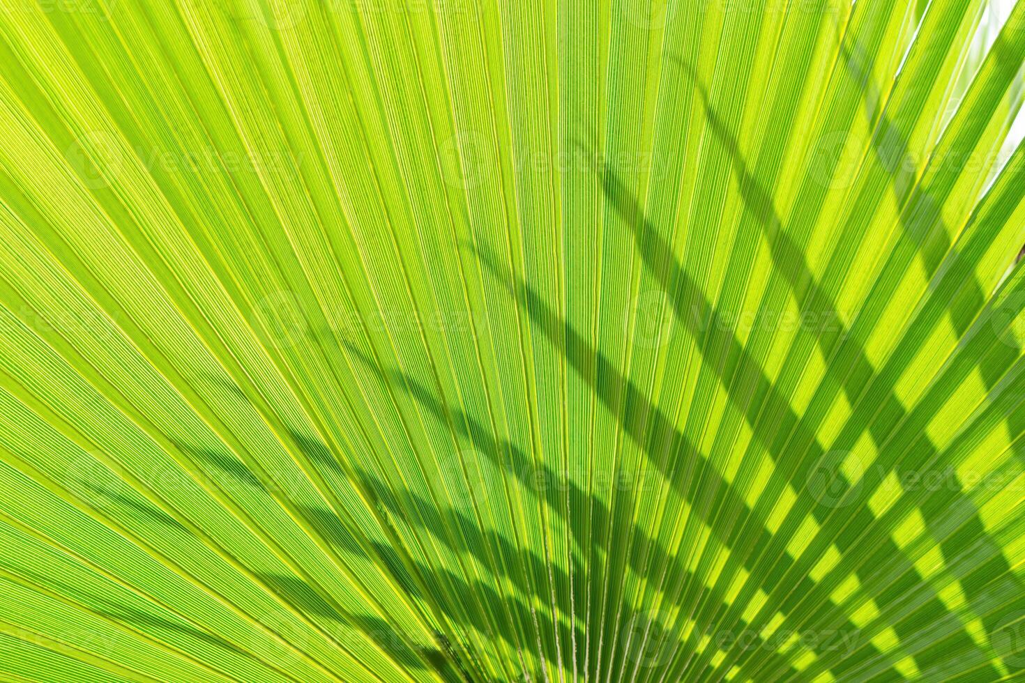 verde Palma folhas fundo com luz solar foto