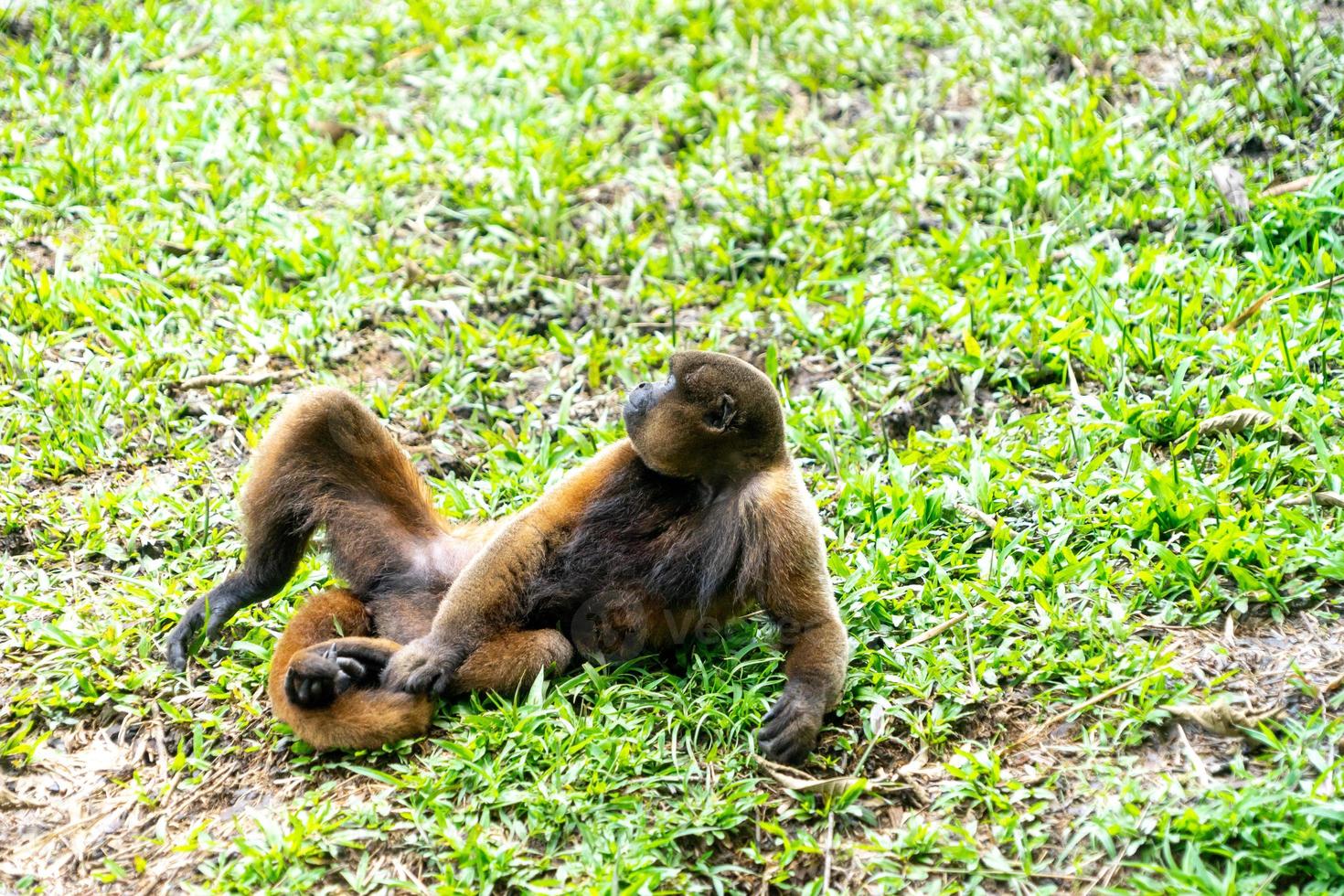 macaco chorongo, amazônia, equador foto