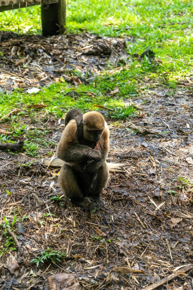 macaco chorongo, amazônia, equador foto