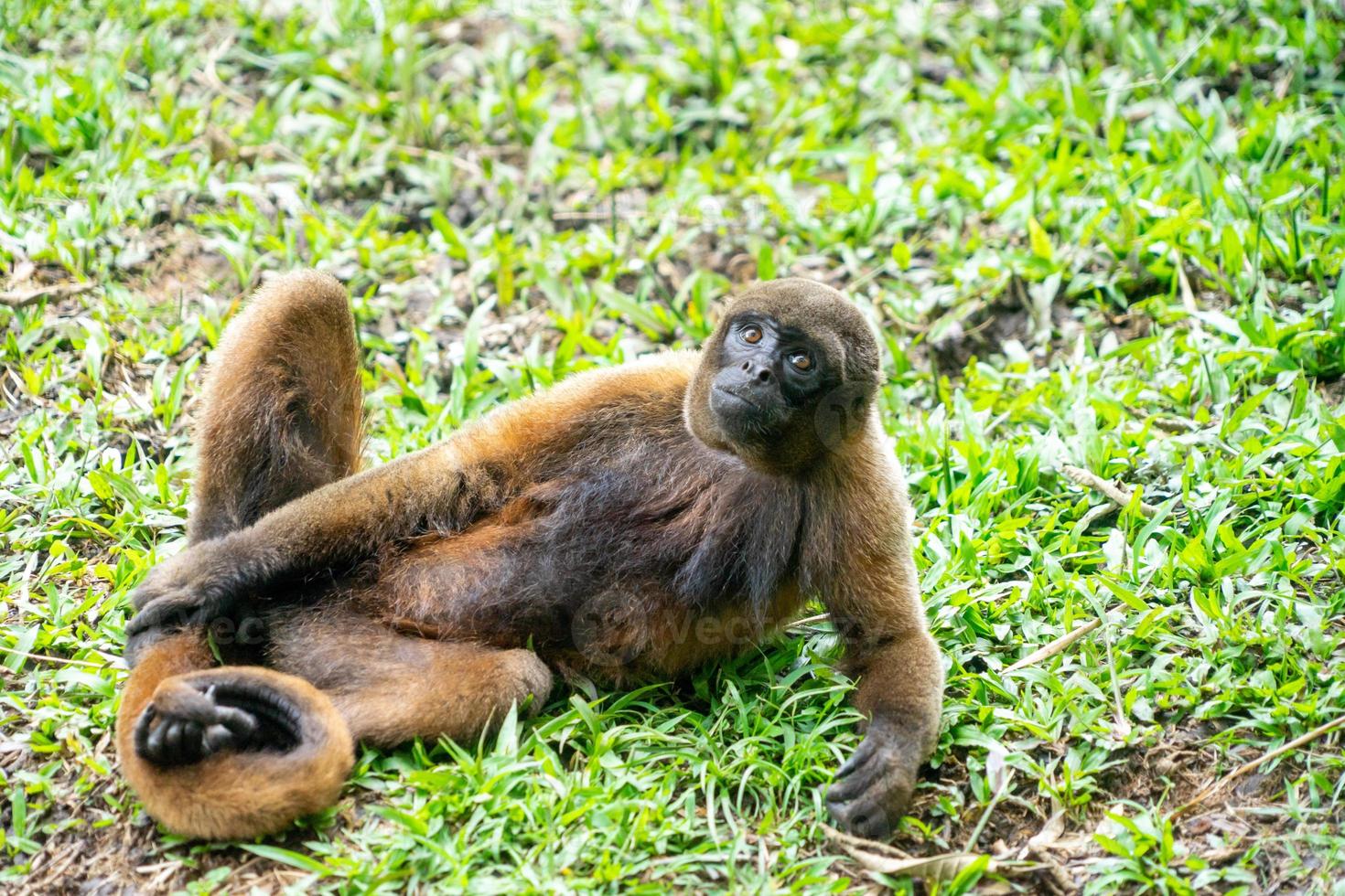 macaco chorongo, amazônia, equador foto