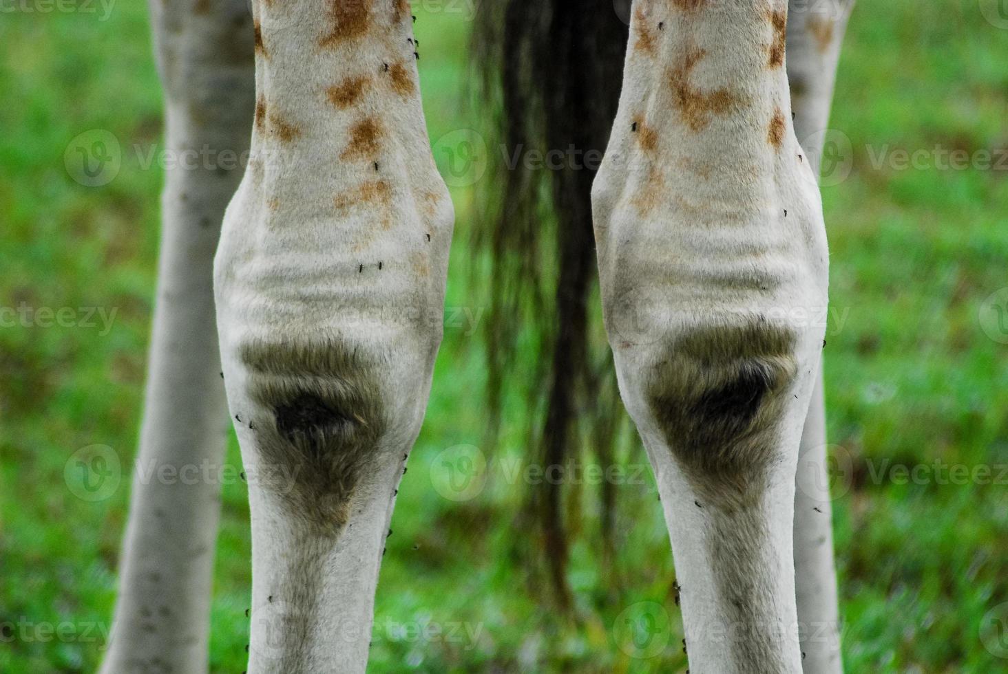 joelhos de girafa áfrica foto