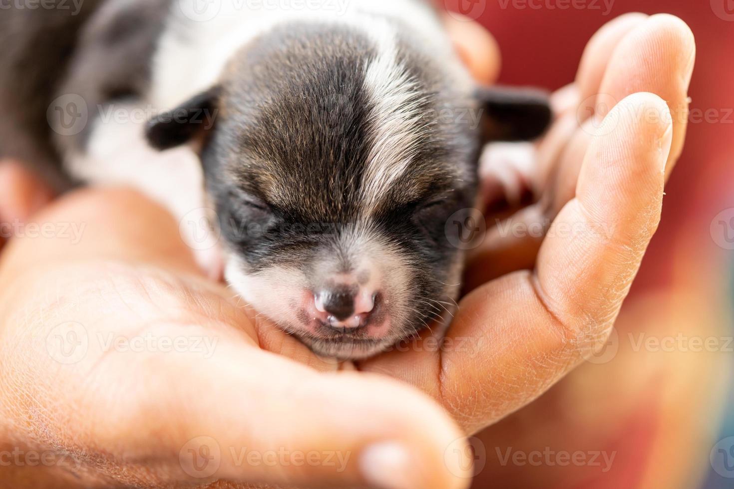 um cachorrinho de duas semanas foto