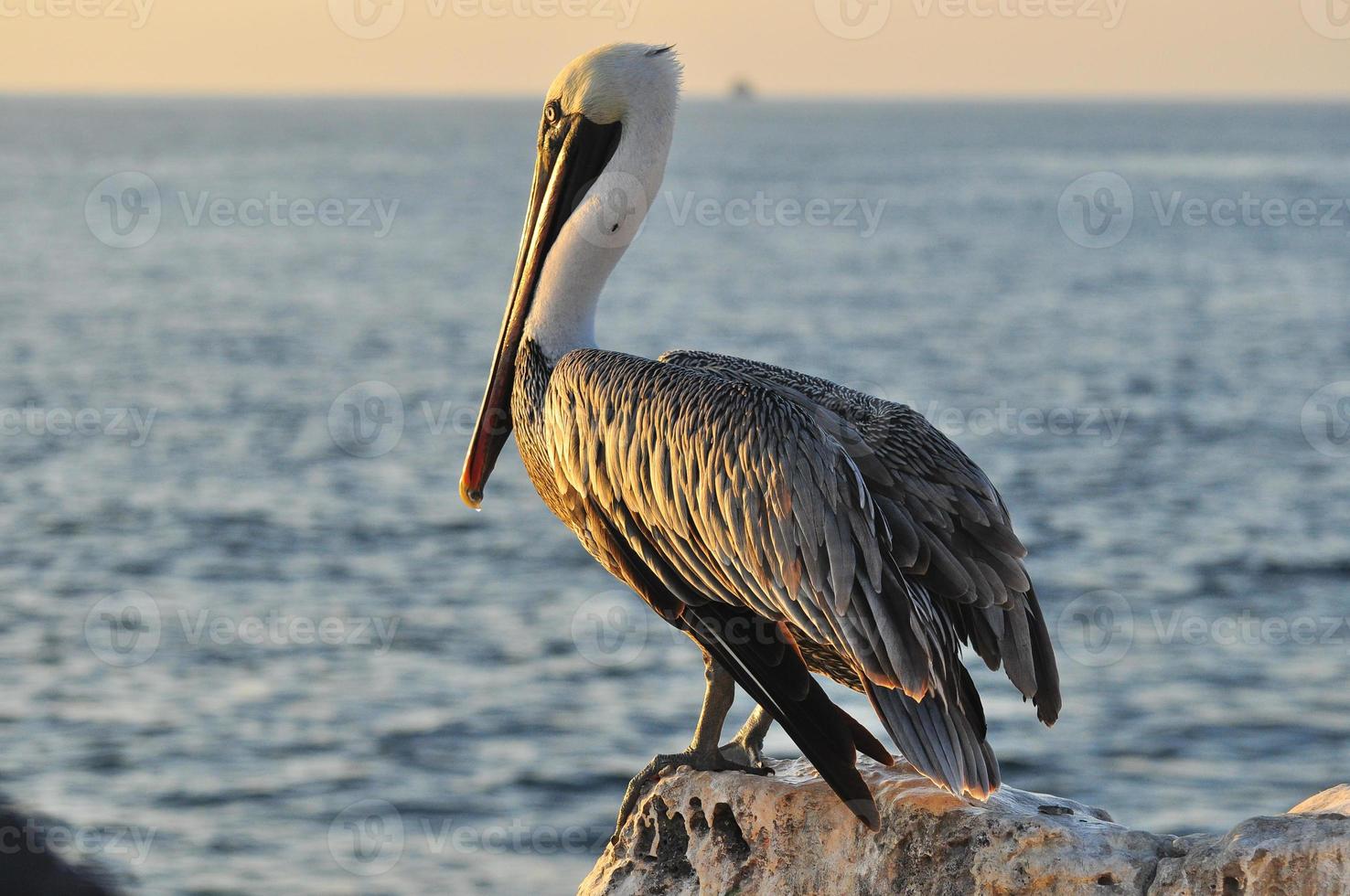 pelicano, galápagos, equador foto