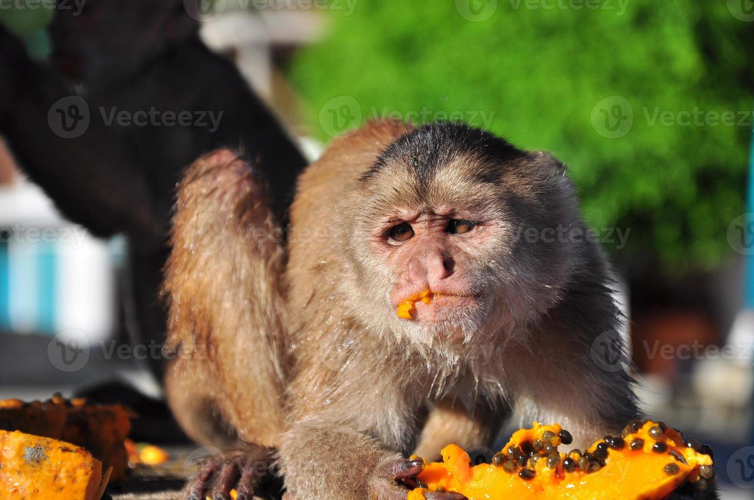 um macaco-prego comendo mamão foto