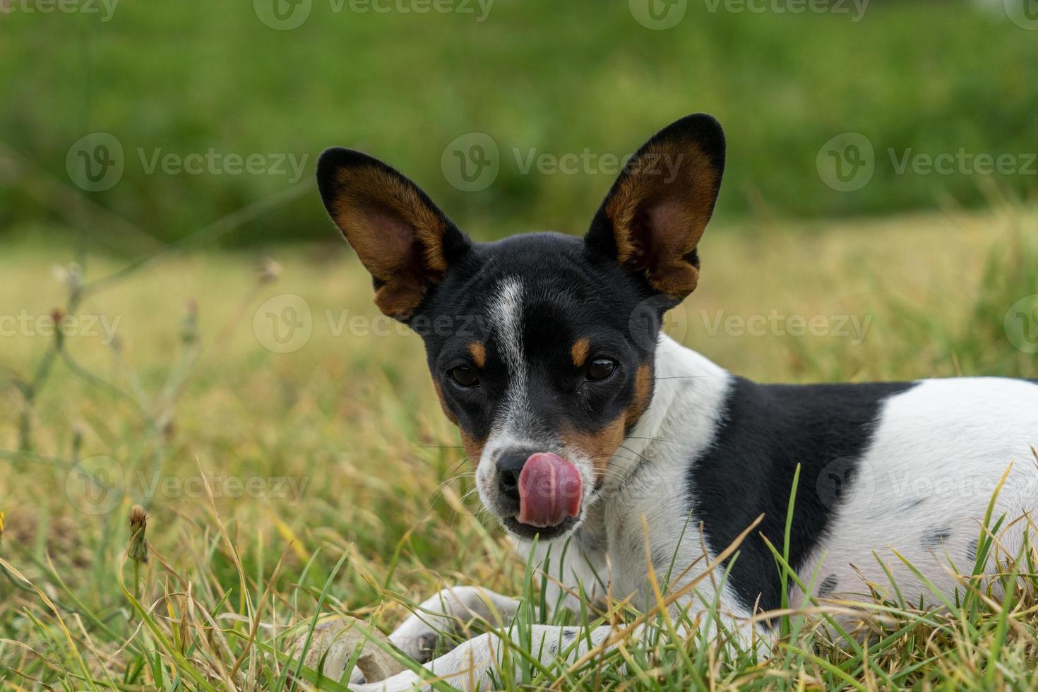 cachorrinho lambendo os lábios foto