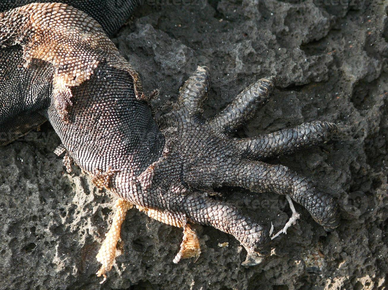 iguana marinha, equador foto