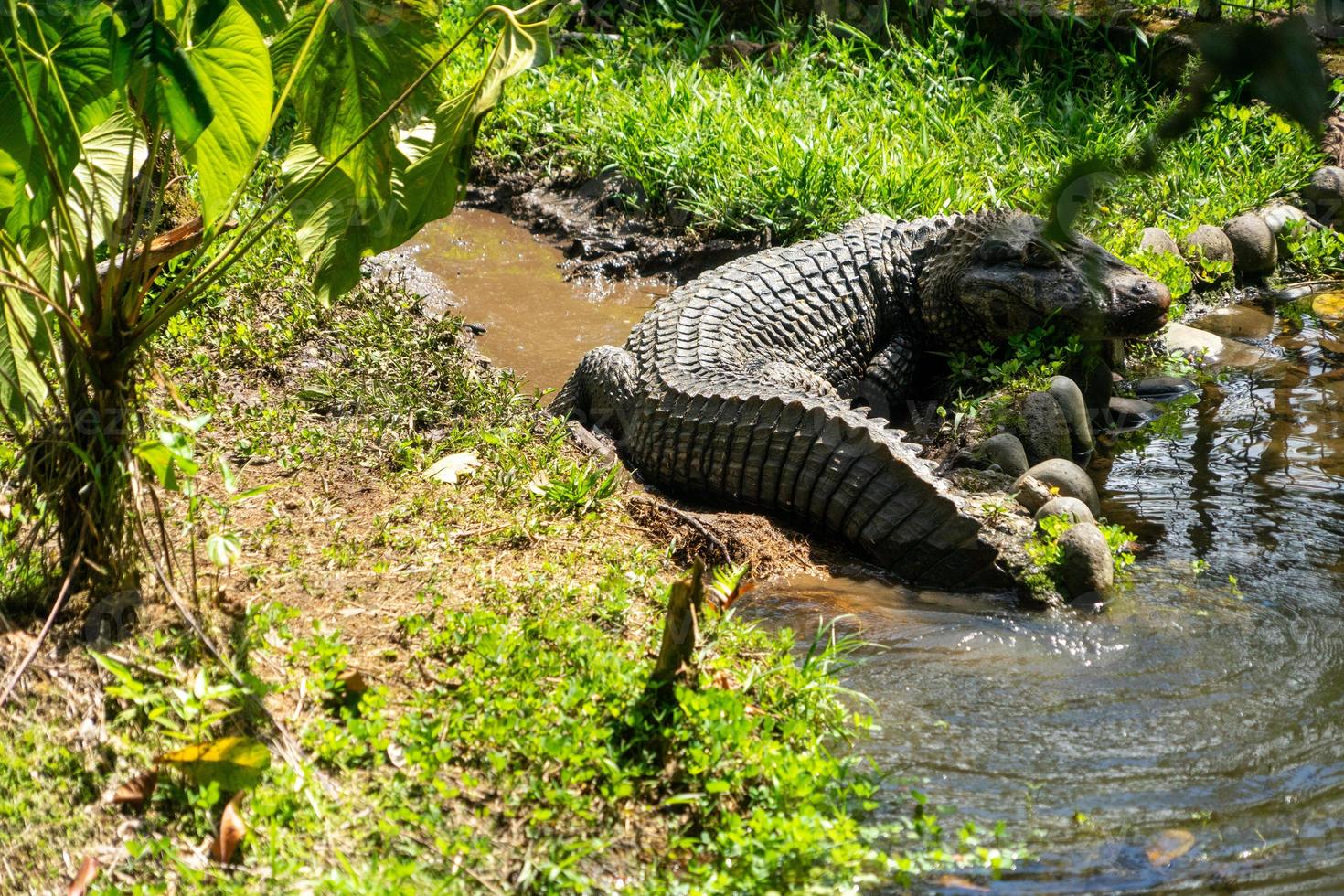 réptil muito grande na água foto